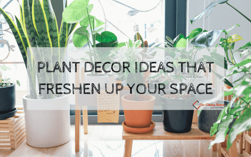 plant decor ideas