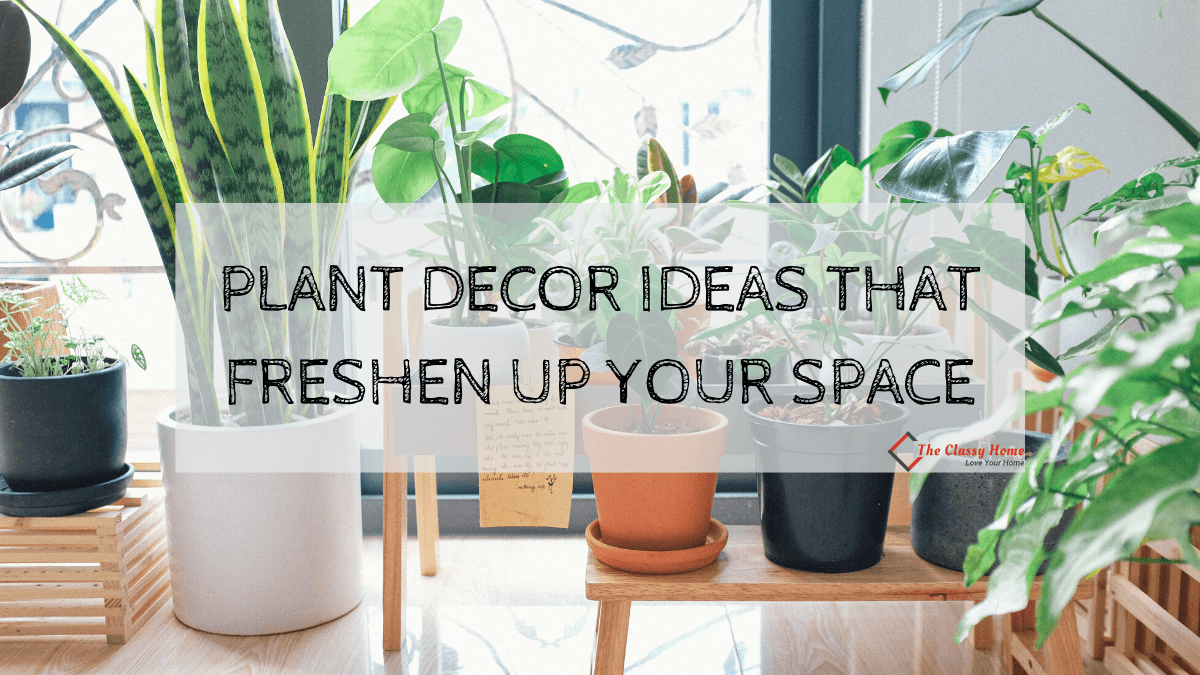 Plant Decor Ideas that Freshen Up Your Space - The Classy Home